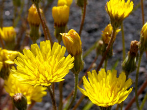 photos nature 16 charente biodiversité plante sauvage fleur jaune Leontodon hispidus - Liondent hispide  Asteraceae