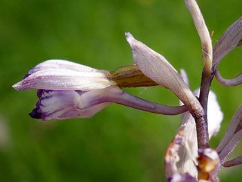 photos nature 16 charente biodiversité fleur plante sauvageLimodore à feuilles avortées Limodorum abortivum Orchidaceae