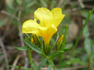 photos nature 16 charente biodiversité fleur plante sauvageLin campanulé Linum campanulatum Linaceae