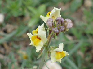 photos nature 16 charente biodiversité fleur plante sauvageLinaire couchée - Linaire étalée Linaria supina Plantaginaceae