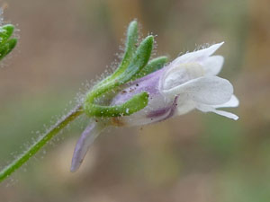 photos nature 16 charente biodiversité fleur plante sauvageLinaire petite Linaria minor - Chaenorrhinum minus Scrophulariaceae