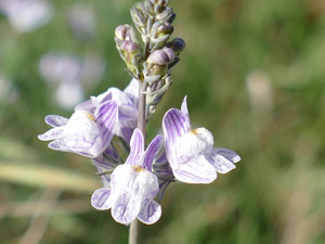 photos nature 16 charente biodiversité fleur plante sauvageLinaire rampante - Linaire striée linaria repens Scrophulariaceae