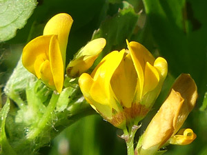 photos nature 16 charente biodiversité fleur plante sauvageLuzerne d'Arabie - Luzerne tachetée Medicago arabica - Medicago maculata Fabaceae