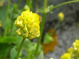 photos nature 16 charente biodiversité fleur plante sauvageLuzerne lupuline - Lupuline -  Minette Medicago lupulina Fabaceae