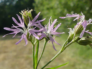 photos nature 16 charente biodiversité fleur plante sauvageLychnis fleur de coucou - Oeillet des prés Lychnis flos-cuculi Caryophyllaceae