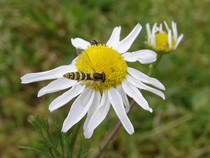 photos nature 16 charente biodiversité fleur plante sauvageMatricaire inodore - Camomille inodore - Matricaire perforée Matricaria perforata Asteraceae