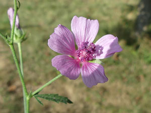 photos nature 16 charente biodiversité fleur plante sauvageMauve alcée Malva alcea Malvaceae