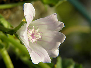 photos nature 16 charente biodiversité fleur plante sauvageMauve commune - Mauve négligée - Petite Mauve  Malva neglecta Malvaceae