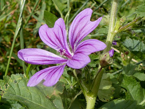 photos nature 16 charente biodiversité fleur plante sauvageMauve sylvestre - Grande Mauve - Mauve sauvage Malva sylvestris Malvaceae