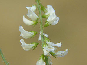 photos nature 16 charente biodiversité fleur plante sauvageMélilot blanc Melilotus albus Fabaceae