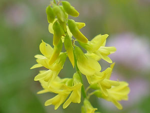 photos nature 16 charente biodiversité fleur plante sauvageMélilot officinal - Mélilot jaune Melilotus officinalis - Melilotus arvensis Fabaceae