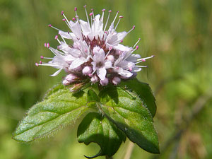 photos nature 16 charente biodiversité fleur plante sauvageMenthe aquatique Mentha aquatica Lamiaceae