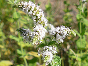 photos nature 16 charente biodiversité fleur plante sauvageMenthe odorante - Menthe suave - Menthe à feuilles rondes Mentha rotundifolia - Mentha suaveolens lamiaceae