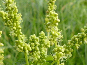 photos nature 16 charente biodiversité fleur plante sauvageMercuriale annuelle  - Foirolle - Ramberge Mercurialis annua Euphorbiaceae 