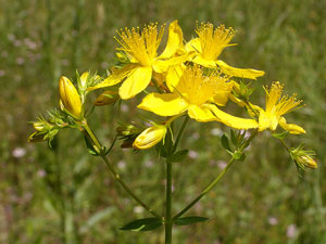 photos nature 16 charente biodiversité fleur plante sauvageMillepertuis perforé - Herbe à mille trous Hypericum perforatum  Hypericaceae