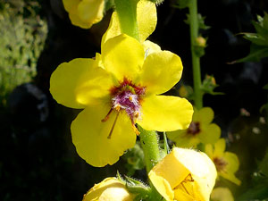 photos nature 16 charente biodiversité fleur plante sauvageMolène fausse blattaire - Molène effilée - Molène en baguette, Verbascum virgatum Scrophulariaceae