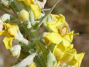 photos nature 16 charente biodiversité fleur plante sauvageMolène faux-phlomis - Blanc de mai - Bouillon-blanc Verbascum phlomoides Scrophulariaceae