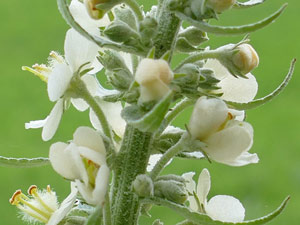 photos nature 16 charente biodiversité plante sauvage fleur  Molène lychnite Verbascum lychnitis Scrophulariaceae