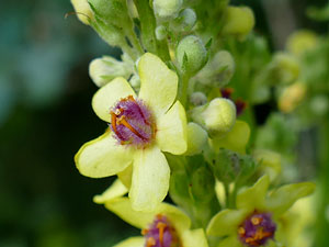 photos nature 16 charente biodiversité fleur plante sauvageMolène noire Verbascum nigrum Scrophulariaceae