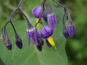 photos nature 16 charente biodiversité fleur plante sauvageMorelle Douce-amère - Vigne de Judée Solanum dulcamara Solanaceae