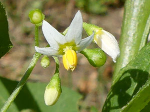 photos nature 16 charente biodiversité fleur plante sauvageMorelle noire Solanum nigrum Solanaceae