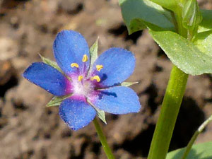 photos nature 16 charente biodiversité fleur plante sauvageMouron des champs - Lysimaque des champs Lysimachia arvensis Primulaceae