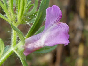 photos nature 16 charente biodiversité fleur plante sauvageMuflier des champs - Muflier rubicond - Tête-de-mort Antirrhinum orontium - Misopates orontium Scrophulariaceae