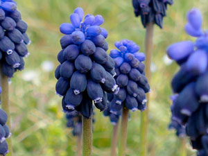 photos nature 16 charente biodiversité fleur plante sauvageMuscari à grappes Muscari neglectum Liliaceae