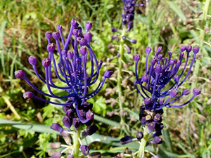 photos nature 16 charente biodiversité fleur plante sauvageMuscari à toupet Leopoldia comosa Liliaceae