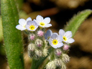 photos nature 16 charente biodiversité plante sauvage fleur bleu Myosotis hérissés Myosotis sylvatica Boraginaceae