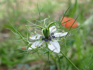 photos nature 16 charente biodiversité fleur plante sauvageNigelle de Damas - Barbe de capucins - Patte d'araignée Nigella damascena Ranunculaceae