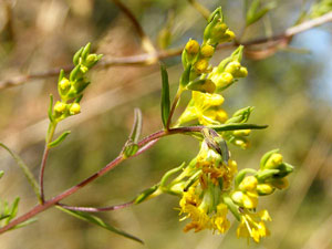 photos nature 16 charente biodiversité fleur plante sauvageOdontite jaune - Euphraise jaune Odontites luteus Orobanchaceae