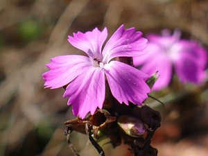 photos nature 16 charente biodiversité fleur plante sauvageOeillet des Chartreux Dianthus carthusianorum Caryophyllaceae