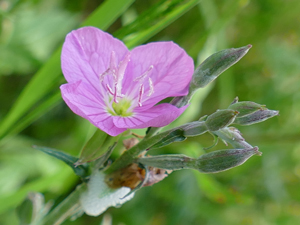 photos nature 16 charente biodiversité fleur plante sauvageOnagre rosée Oenothera rosea Onagraceae