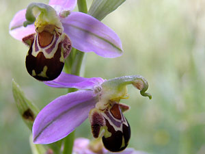 photos nature 16 charente biodiversité fleur plante sauvageOphrys abeille Ophrys apifera Orchidaceae