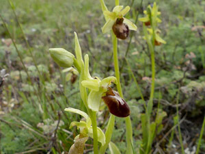 photos nature 16 charente biodiversité fleur plante sauvageOphrys araignée Ophrys aranifera Orchidaceae