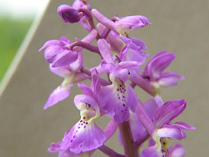 photos nature 16 charente biodiversité fleur plante sauvageOrchis bouffon Orchis morio - Anacamptis morio Orchidaceae 