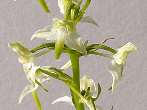 photos nature 16 charente biodiversité fleur plante sauvageOrchis à deux feuilles - Platanthère à deux feuilles Platanthera bifolia Orchidaceae