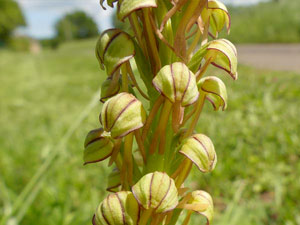 photos nature 16 charente biodiversité fleur plante sauvageOrchis homme-pendu - Acéras homme-pendu Aceras anthropophora Orchidaceae