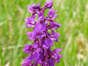 photos nature 16 charente biodiversité fleur plante sauvageOrchis mâle Orchis mascula Orchidaceae 