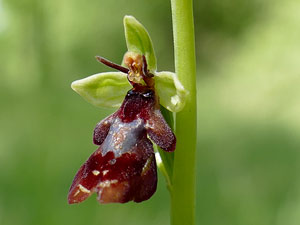 photos nature 16 charente biodiversité fleur plante sauvageOphrys mouche Ophrys insectifera - Ophrys muscifera (Coste) Orchidaceae