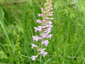 photos nature 16 charente biodiversité fleur plante sauvageOrchis moucheron - Orchis moustique - Gymnadénie moucheron Gymnadenia conopsea Orchidaceae