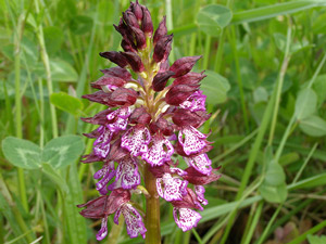 photos nature 16 charente biodiversité plante sauvage fleur violet Orchis pourpre - Orchis pourpré Orchis purpurea  Orchidaceae