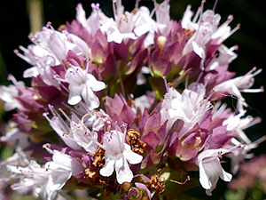 photos nature 16 charente biodiversité fleur plante sauvageOrigan - Marjolaine bâtarde - Marjolaine d'Angleterre - Pied-de-lit Origanum vulgare Lamiaceae