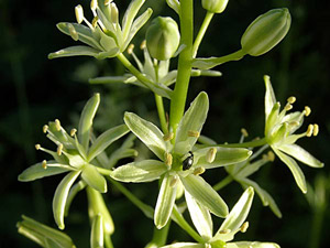 photos nature 16 charente biodiversité fleur plante sauvageOrnithogale - Asperge des bois Ornithogalum pyrenaicum Liliaceae