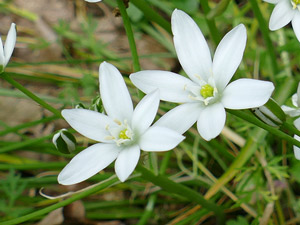 photos nature 16 charente biodiversité fleur plante sauvageOrnithogale en ombelle - Dame-d'onze-heures Ornithogalum umbellatum Liliaceae