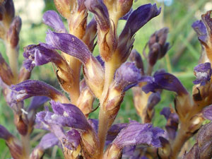 photos nature 16 charente biodiversité fleur plante sauvageOrobanche rameuse Phelipanche ramosa Orobanchaceae