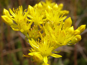 photos nature 16 charente biodiversité fleur plante sauvageOrpin de Forster - Orpin élégant  Sedum forsterianum Crassulaceae