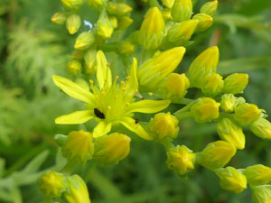 photos nature 16 charente biodiversité fleur plante sauvageOrpin des rochers - Orpin rupestre Sedum rupestre - Sedum reflexum Crassulaceae