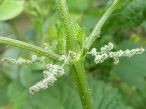 photos nature 16 charente biodiversité fleur plante sauvageGrande ortie Urtica dioica Urticaceae